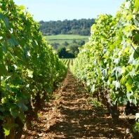 Domaine Morey-Coffinet 07