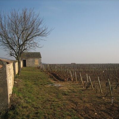 Domaine Morey-Coffinet 01