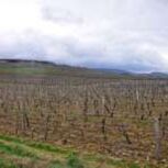 Domaine Nicolas Maillet 03