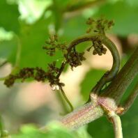 Domaine Morey-Coffinet 06