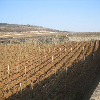 Domaine Morey-Coffinet 04